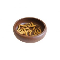 Komodo Mealworm Dish kukactál peremmel
