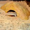 HabiStat Sandstone Reptile Cave Homokkő búvóhely