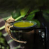 HabiStat Crested Gecko Diet Vitorlás gekkó táp - Banán & rovar