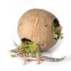 HabiStat Coconut Moss Hide Kókuszdió búvóhely | 10-12 cm