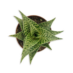 Aloe variegata Tigris aloé szukkulens növény | S