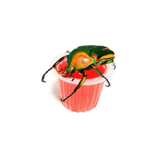 BeetleJelly - Bogárzselé - Eper