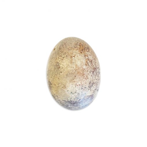 Bugs-World Dinosaur Egg Törött dinoszaurusz tojás