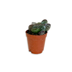 Cactus mix Nagy kerek levelű kaktusz pozsgás növény | Mini