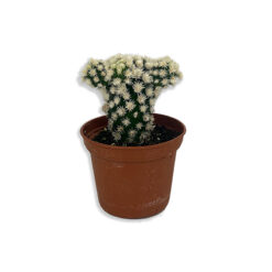 Cactus mix Apró fehér virágú kaktusz pozsgás növény | Mini