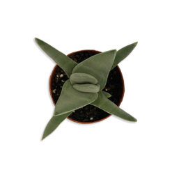 Cactus mix Légcsavar formájú kaktusz pozsgás növény | Mini