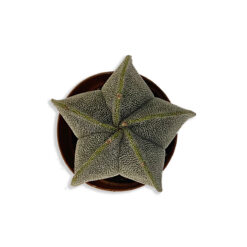 Cactus mix Húsos csillag formájú kaktusz pozsgás növény | Mini