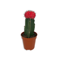Cactus Piros fejű oltott kaktusz pozsgás növény | S