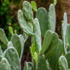 DragonOne Opuntia Pad Friss medvetalp kaktusz hajtás hüllőknek