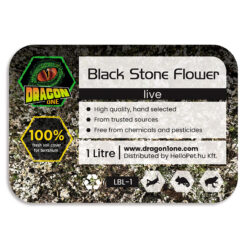 DragonOne Live Black Stone Flower Élő fekete sziklavirág zuzmó | 1L