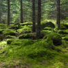 DragonOne Live Forest Moss Prémium élő erdei moha | 1L