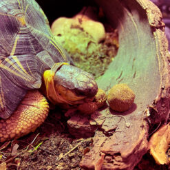 DragonOne Tortoise Gold Teknős táp | 80g