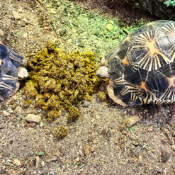 DragonOne TortoiseSnack Prémium szárazföldi teknőstáp | 450 g