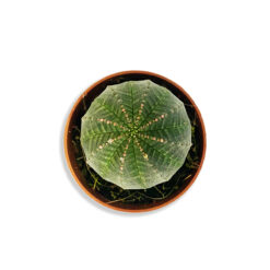 Euphorbia obesa Labda formájú kaktusz pozsgás növény | Mini