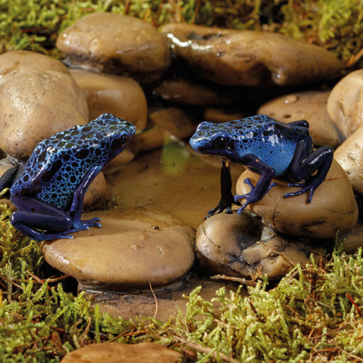 ExoTerra Frog Pond Pebble Water Dish Terráriumi itatótál | S