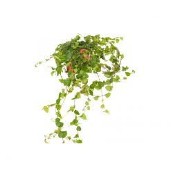 Ficus Pumila - Green - Mini
