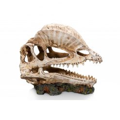 GiganTerra Dino Skull Dinoszaurusz koponya 2