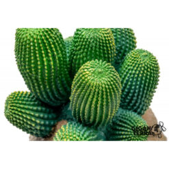 GiganTerra Cactus 342 Kaktusz műnövény | 13 cm