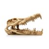 GiganTerra Crocodile Skull Krokodil koponya
