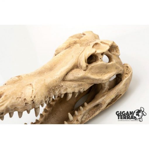 GiganTerra Crocodile Skull Krokodil koponya