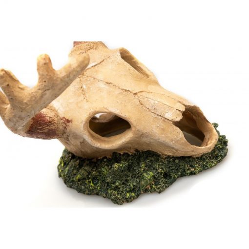 GiganTerra Moose Skull Jávorszarvas koponya