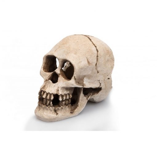 GiganTerra Human Skull Koponya dekoráció és búvóhely