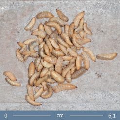katonalegy-larva-hermetia-illucens-calci-worm