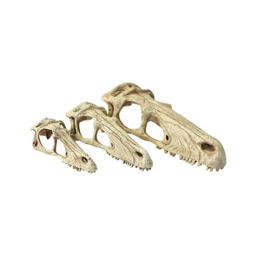 Komodo Raptor Skull dinó koponya