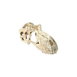 Komodo T-Rex Skull dinó koponya