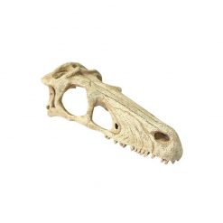 Komodo Raptor Skull Dinó koponya