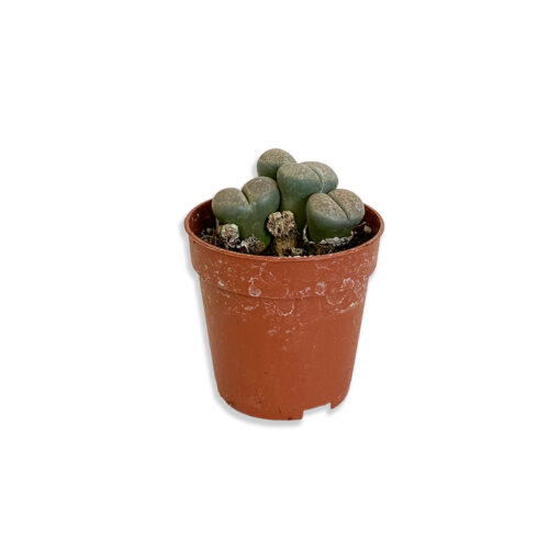 Lithops Kavicsnövény kaktusz | Mini