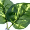 Nomoy Pet Green Dill Leaves Levelek tapadókoronggal | Mini