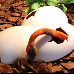 Nomoy Pet Dino Eggs Plastic Hide Dínó tojás bújóka | M