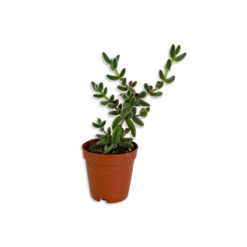 Crassula Szőrös levelű kaktusz pozsgás növény | Mini