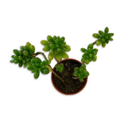 Crassula Húsos levelű kaktusz pozsgás növény | Mini