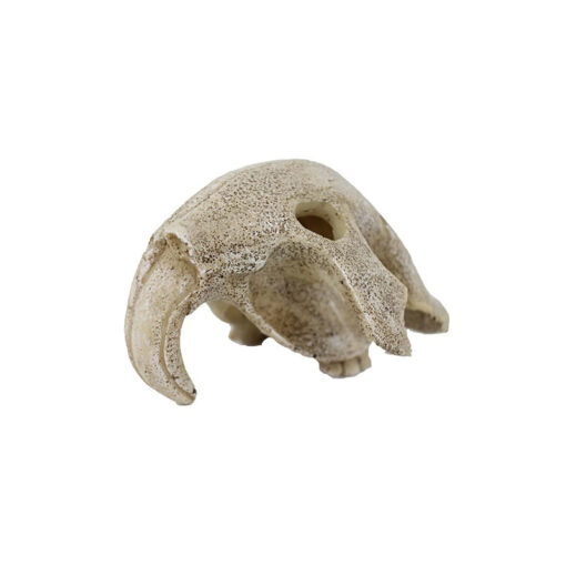 Reptiles-Planet Bird Skull Madár koponya dekoráció és mászóka