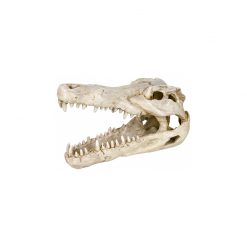 DragonOne Crocodile Skull Krokodil koponya dekoráció | 12 cm