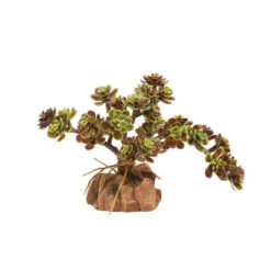 Zoomed Desert Flora Sivatagi műnövény - Red Leaf Stonecrop | 20 cm